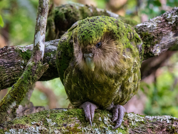 A kakapo on a mossy branch in a forest