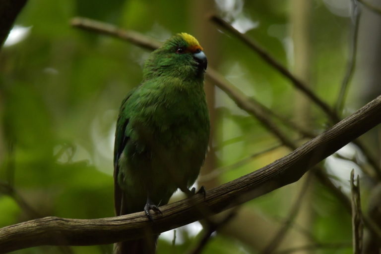 Kākāriki on a branch