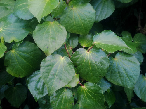 close up of kawakawa leaves