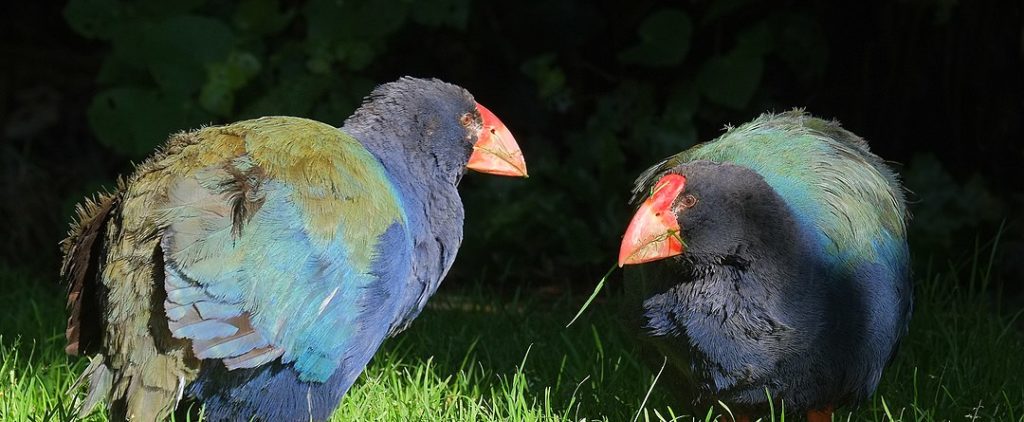 Female and male takahē standing in the grass; female on the left, male on the right eating grass