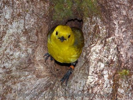 A mōhua coming out of its tree hole nest
