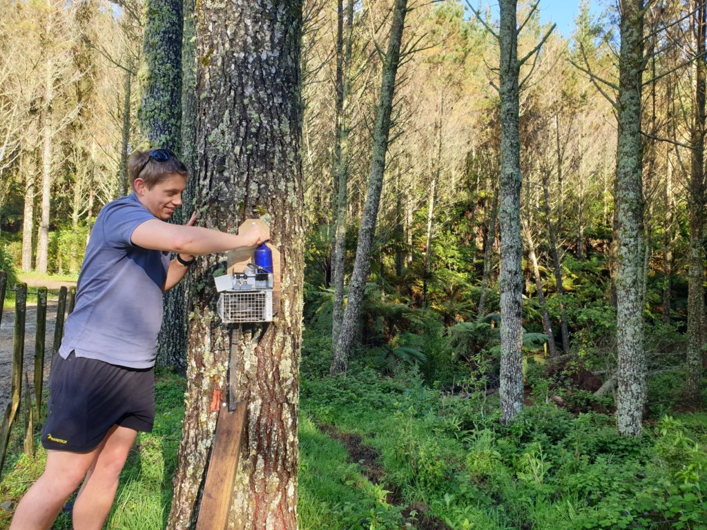 A team member setting a possum trap on a tree trunk. As part of Towards Predator Free Taranaki