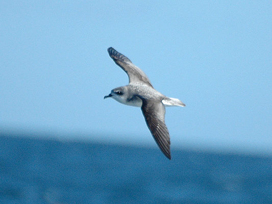 Cook's petrel photographed in Hauraki Gulf, New Zealand - flying against blue sky and sea