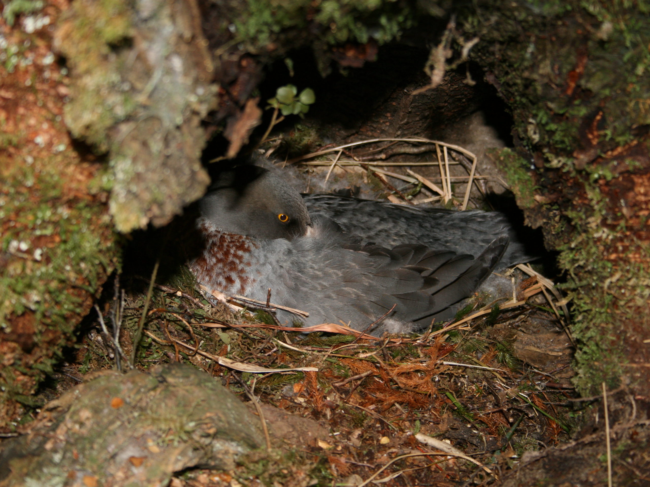 A whio nesting in a burrow.