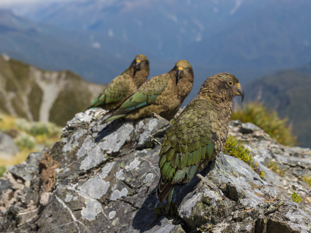 Three kea sitting on a rock together.