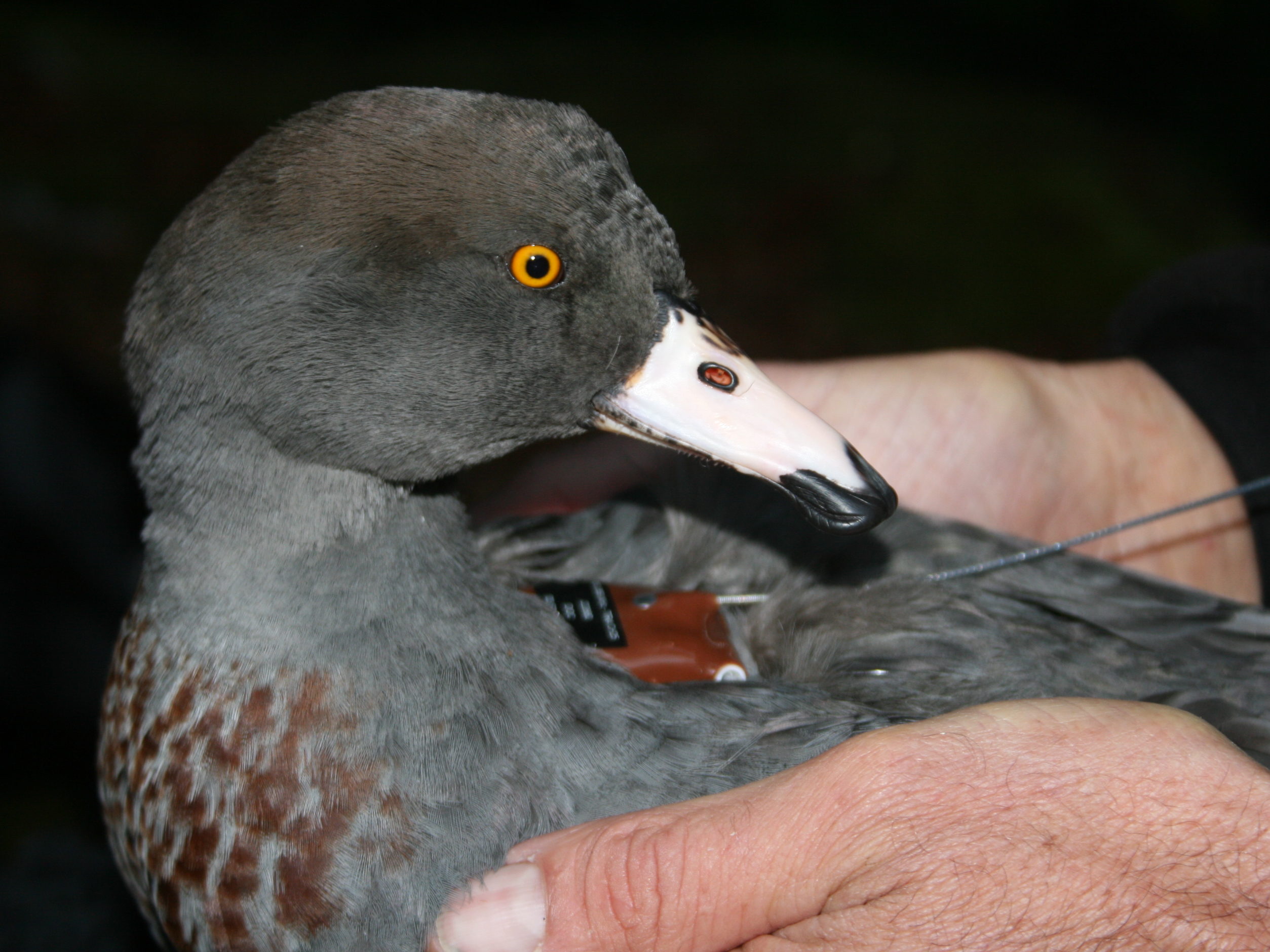 A whio being held with a transmitter on its back.