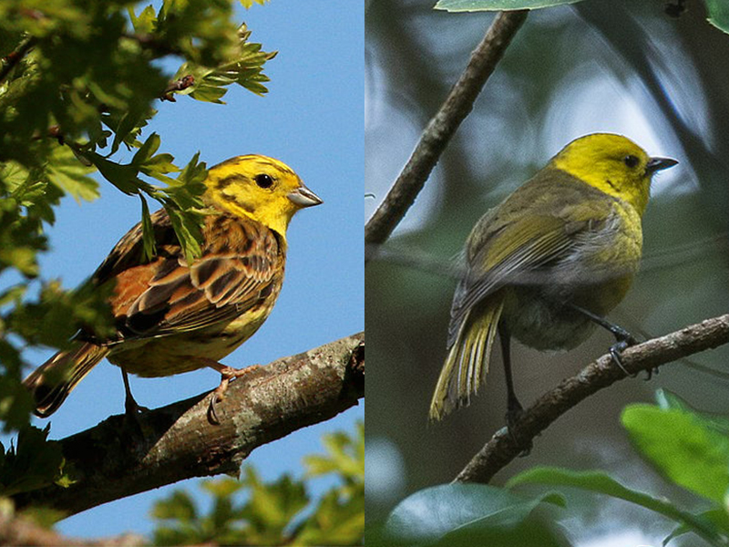 A yellowhead and yellowhammer side by side.