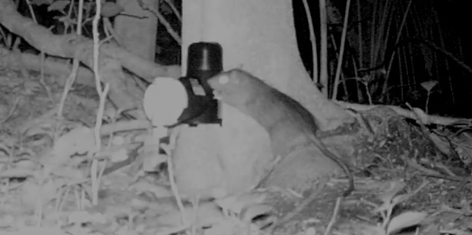 A rat caught on camera sniffing an A24 trap.