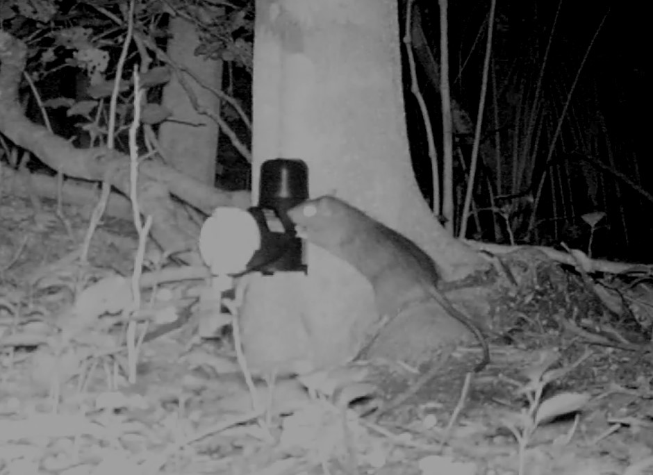 A rat caught on camera sniffing an A24 trap.