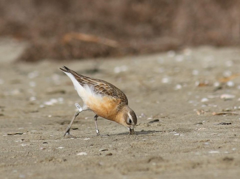 Dotterels are feeding and pairing up at Snells Beach.