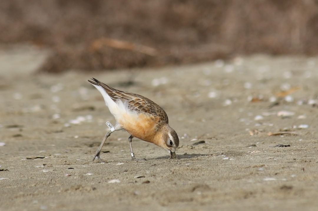 Dotterels are feeding and pairing up at Snells Beach.