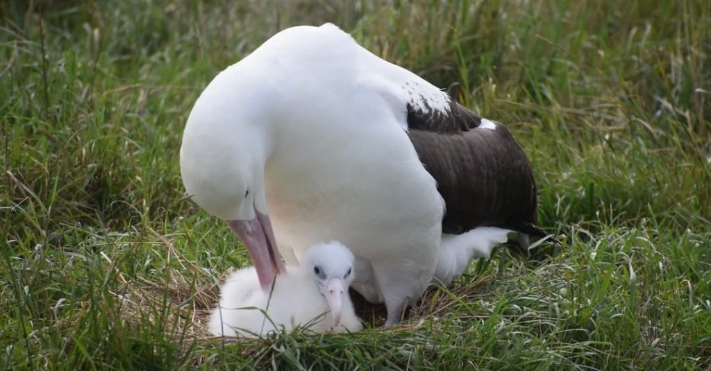 An albatross parent on the nest with its chick