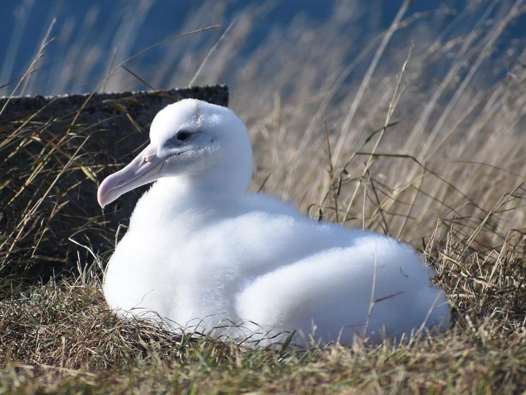 A fluffy albatross chick on the nest