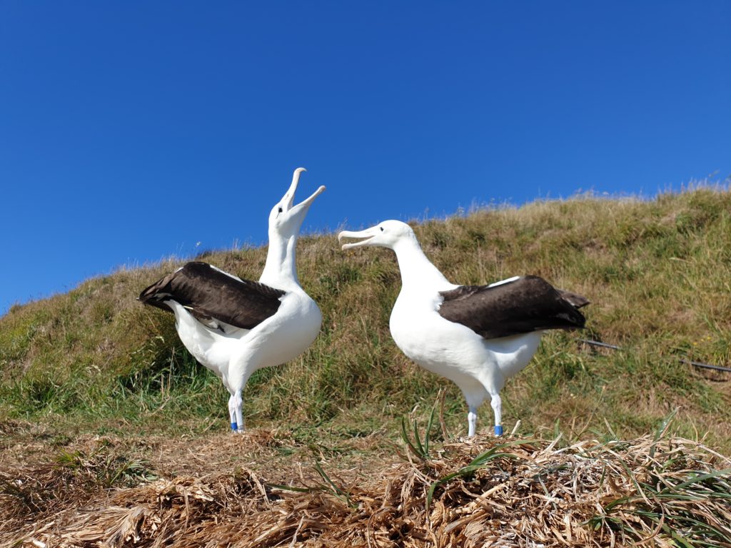 Two albatross during a courtship display