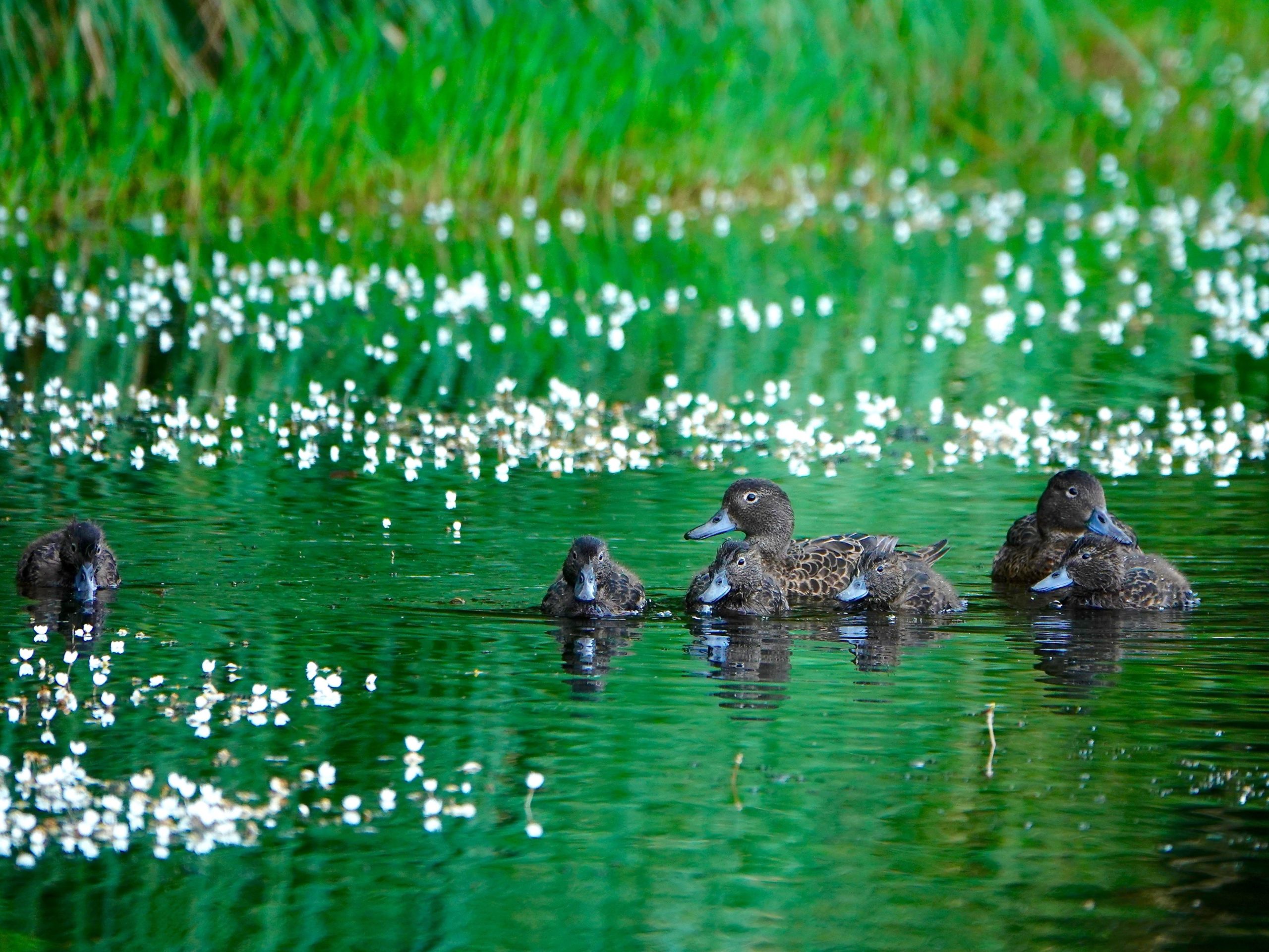 Brown Teal adult with chicks on a pond