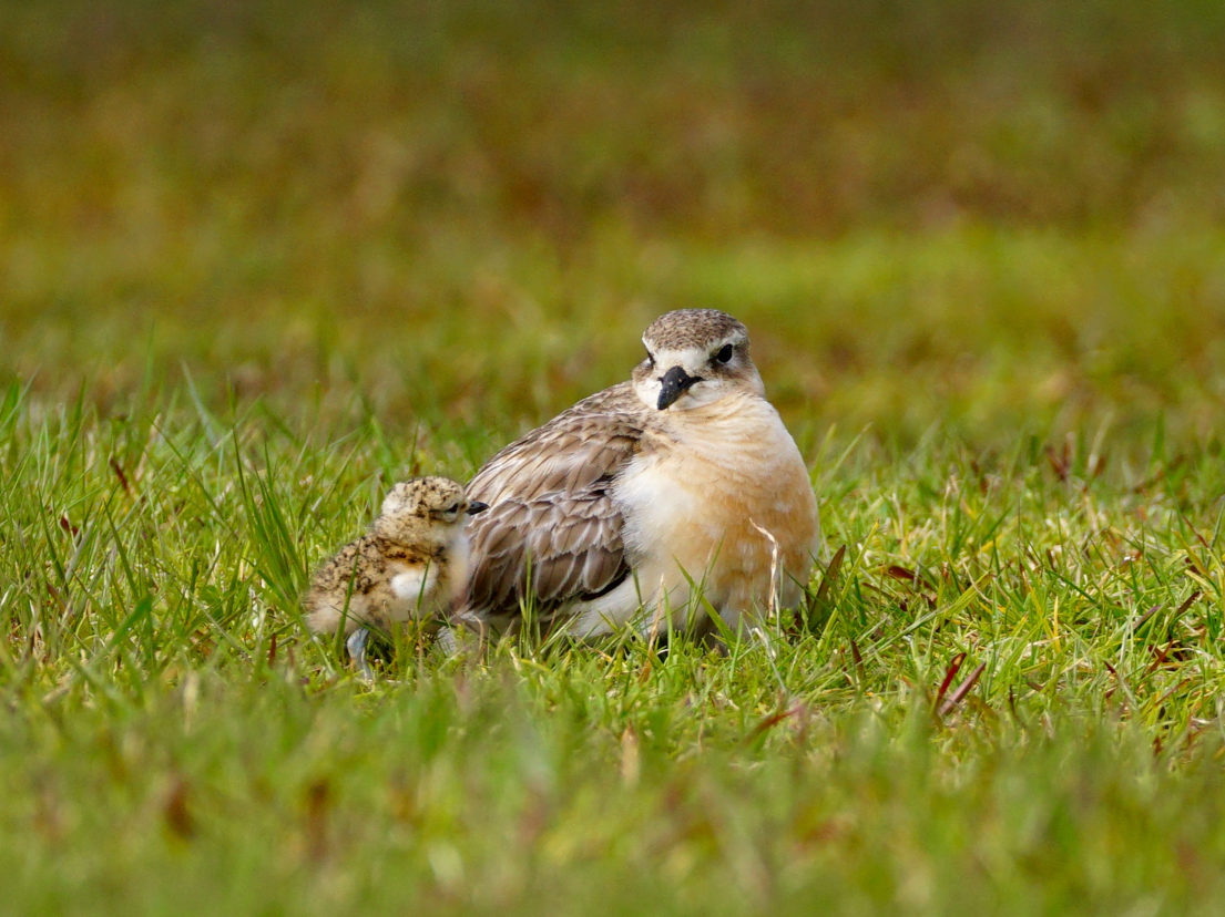 Dotterel with a chick in a field