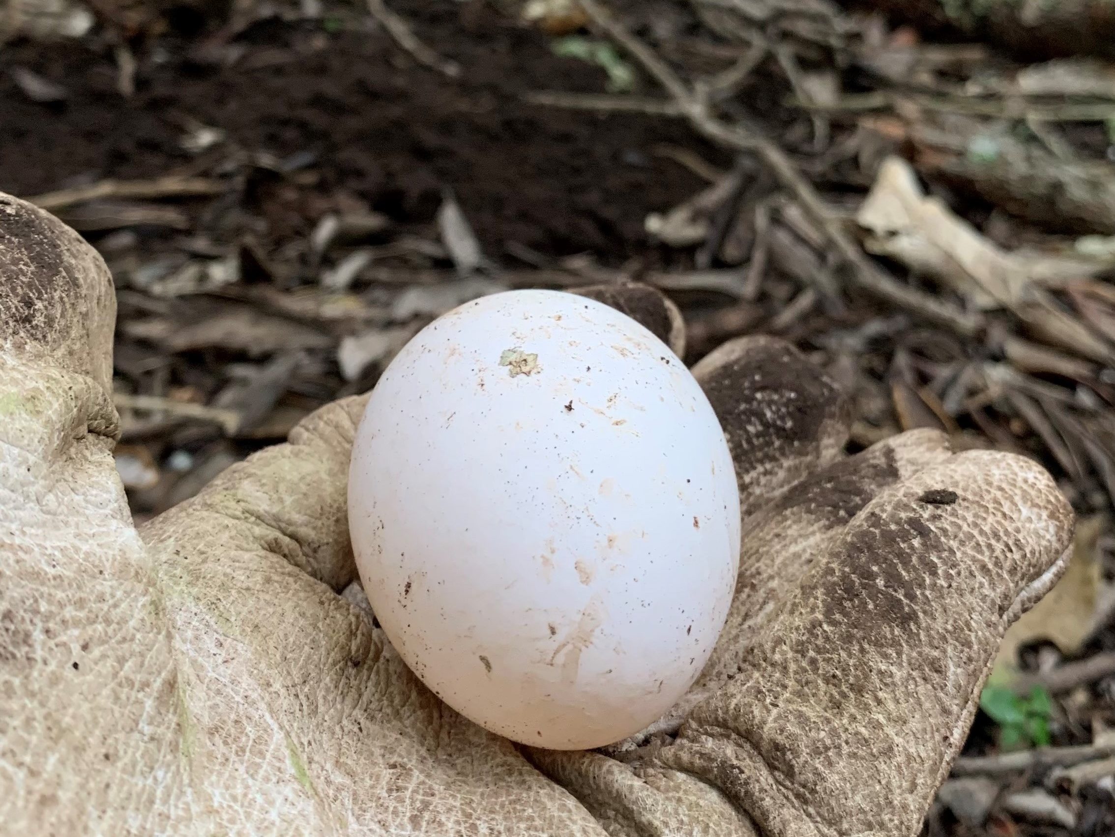 A toanui egg in a gloved hand.