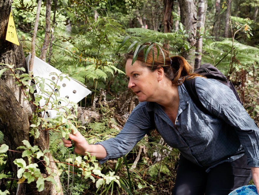 A volunteer checking a bait station in the bush