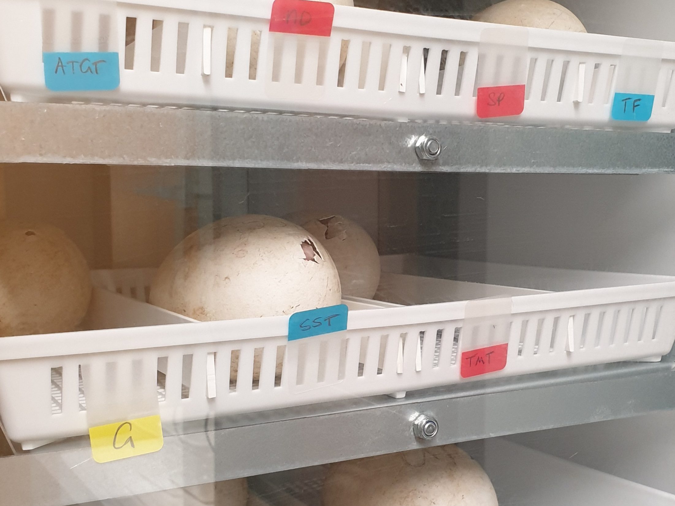 Albatross eggs in the incubator