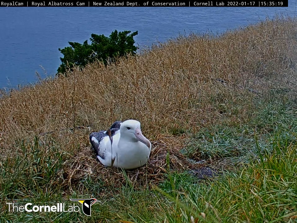 An albatross on the nest being misted by an irrigation system