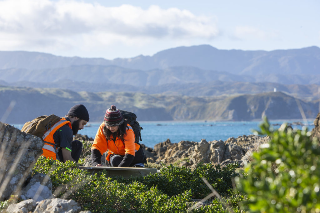 Volunteers checking traps with the Wellington landscape in the background.