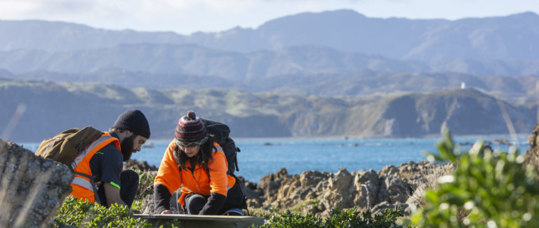 Volunteers checking traps with the Wellington landscape in the background.