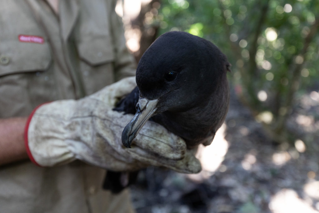 Simon holding a shearwater in the forest. 