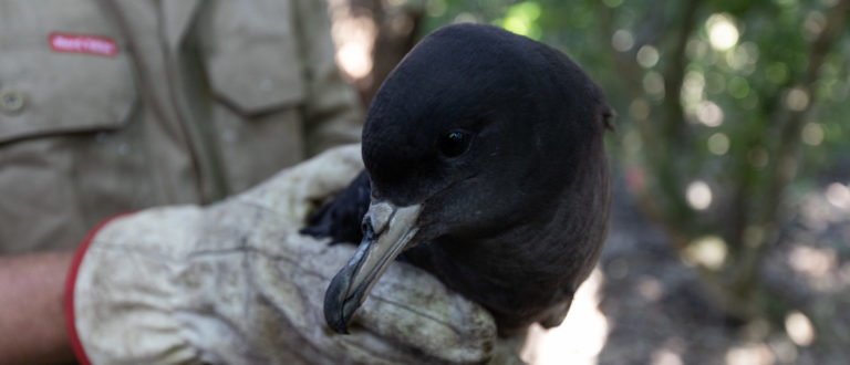 Simon holding a shearwater in the forest.