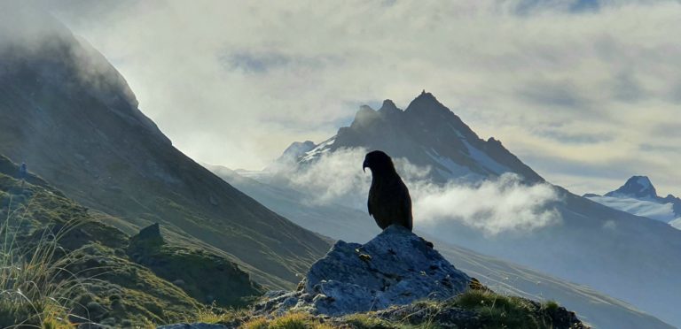 A kea perched on a rock