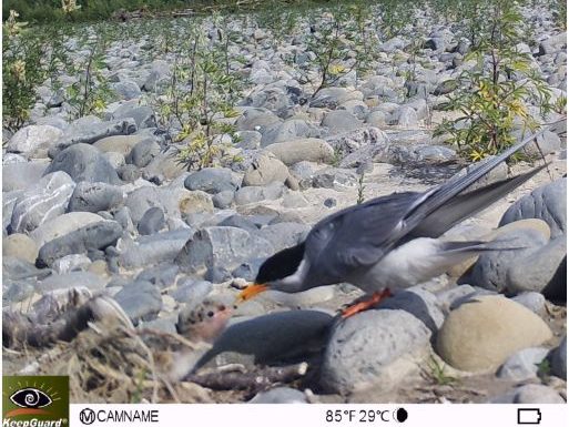 Adult tern feeding a chick int he nest
