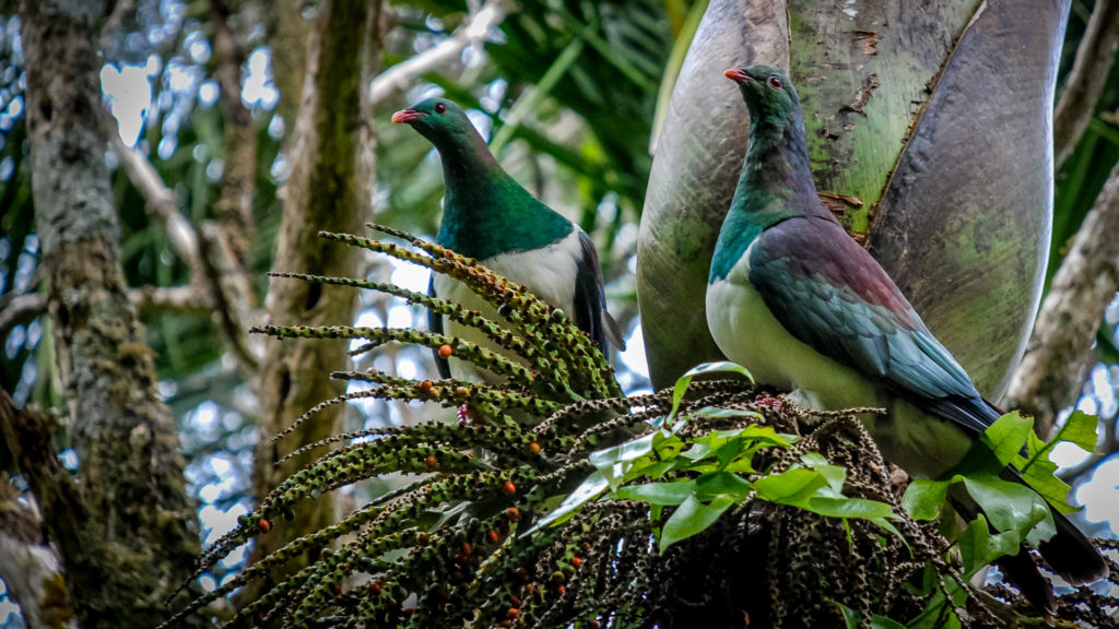 Two kererū perched in a tree.