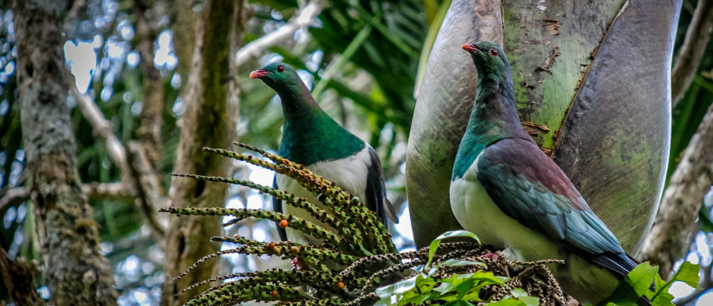 Two kererū perched in a tree.
