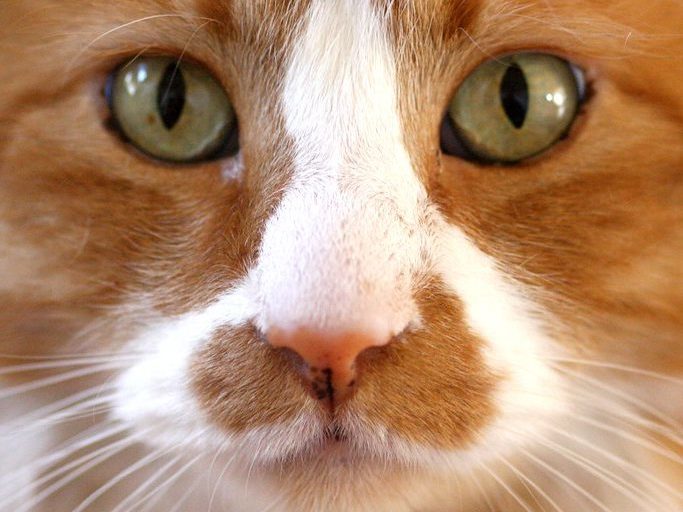 A close up of a ginger cat