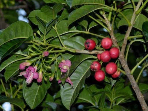 Puriri tree with pink berries and flowers