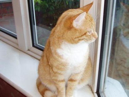 A cat looking out a window, attitudes to cats was a key tension in the predator free research