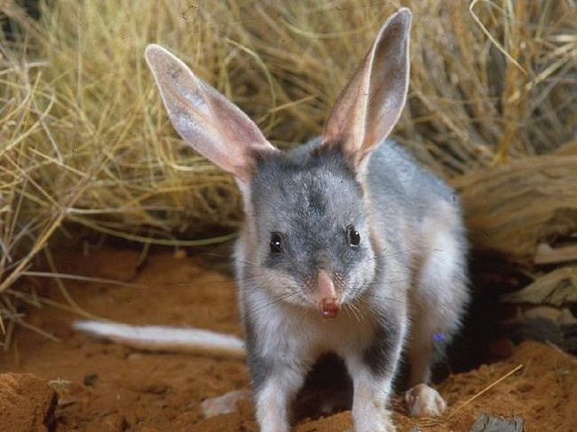 Bilby close up in the desert