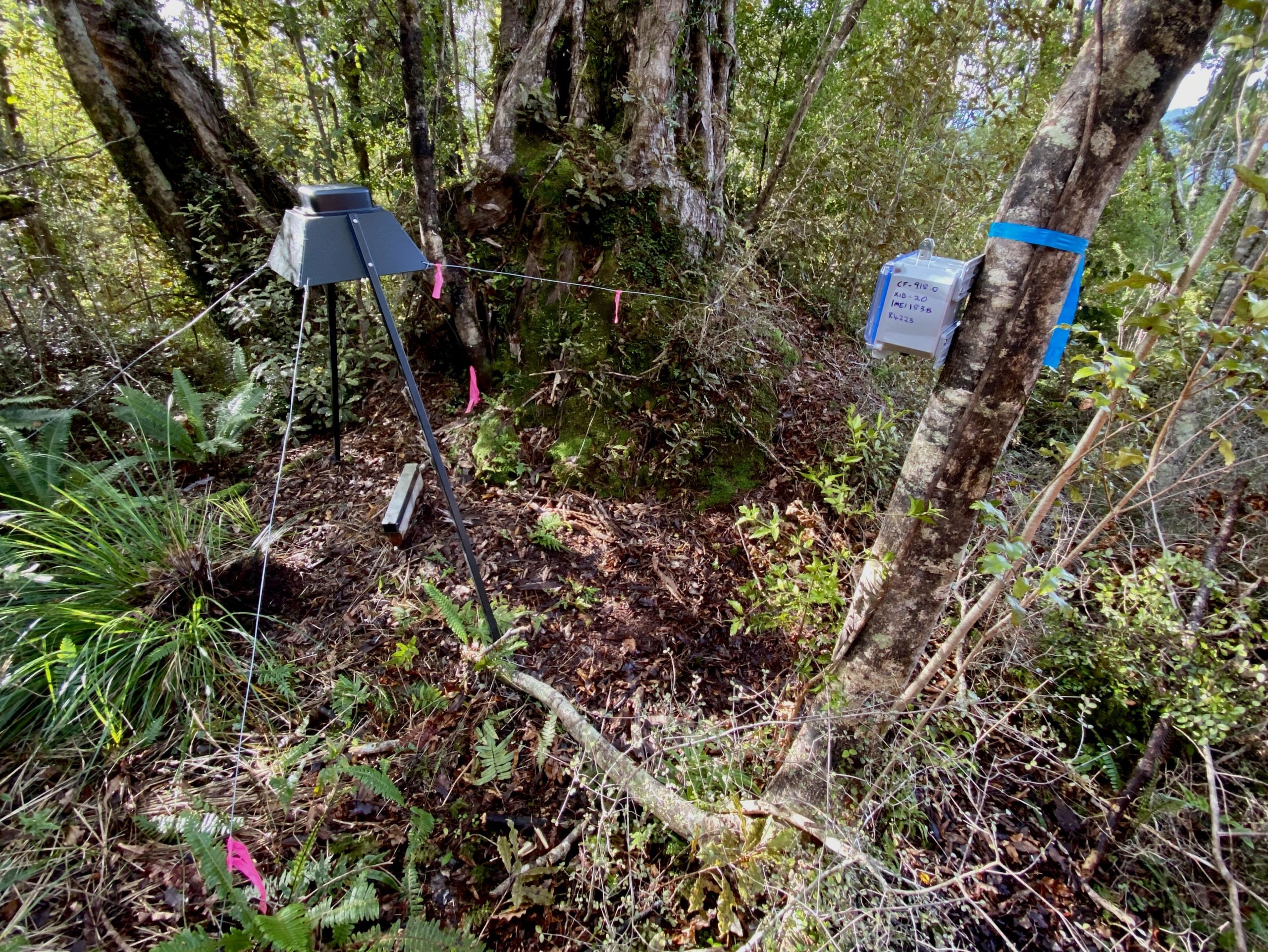 An A.I. predator detection camera set up in beech forest. On the right is a sat box, and on the ground is an automated lure dispenser. Image credit: Chad Cottle