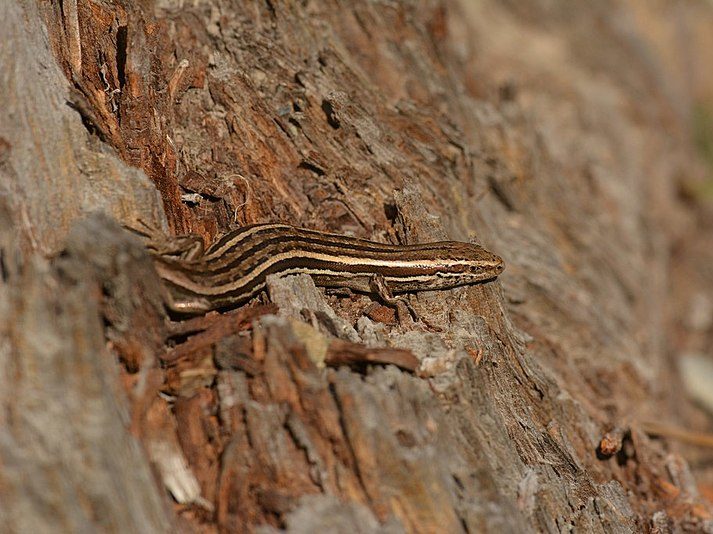 A skink on a piece of wood