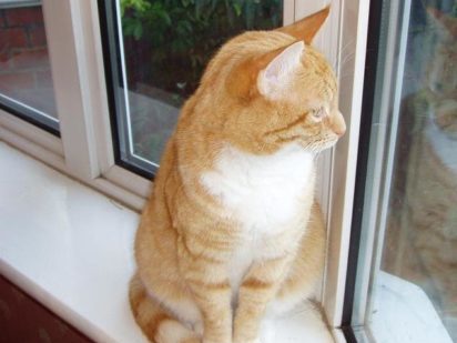 A cat looking out a window
