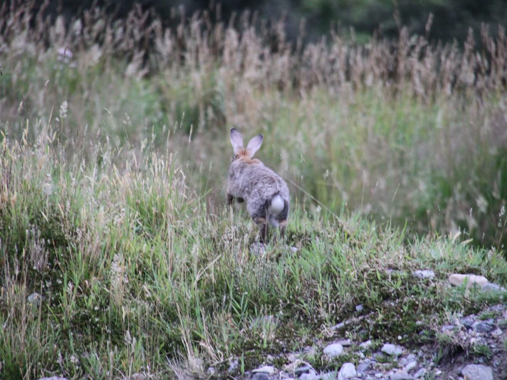 Rabbit bouncing away in the grass.