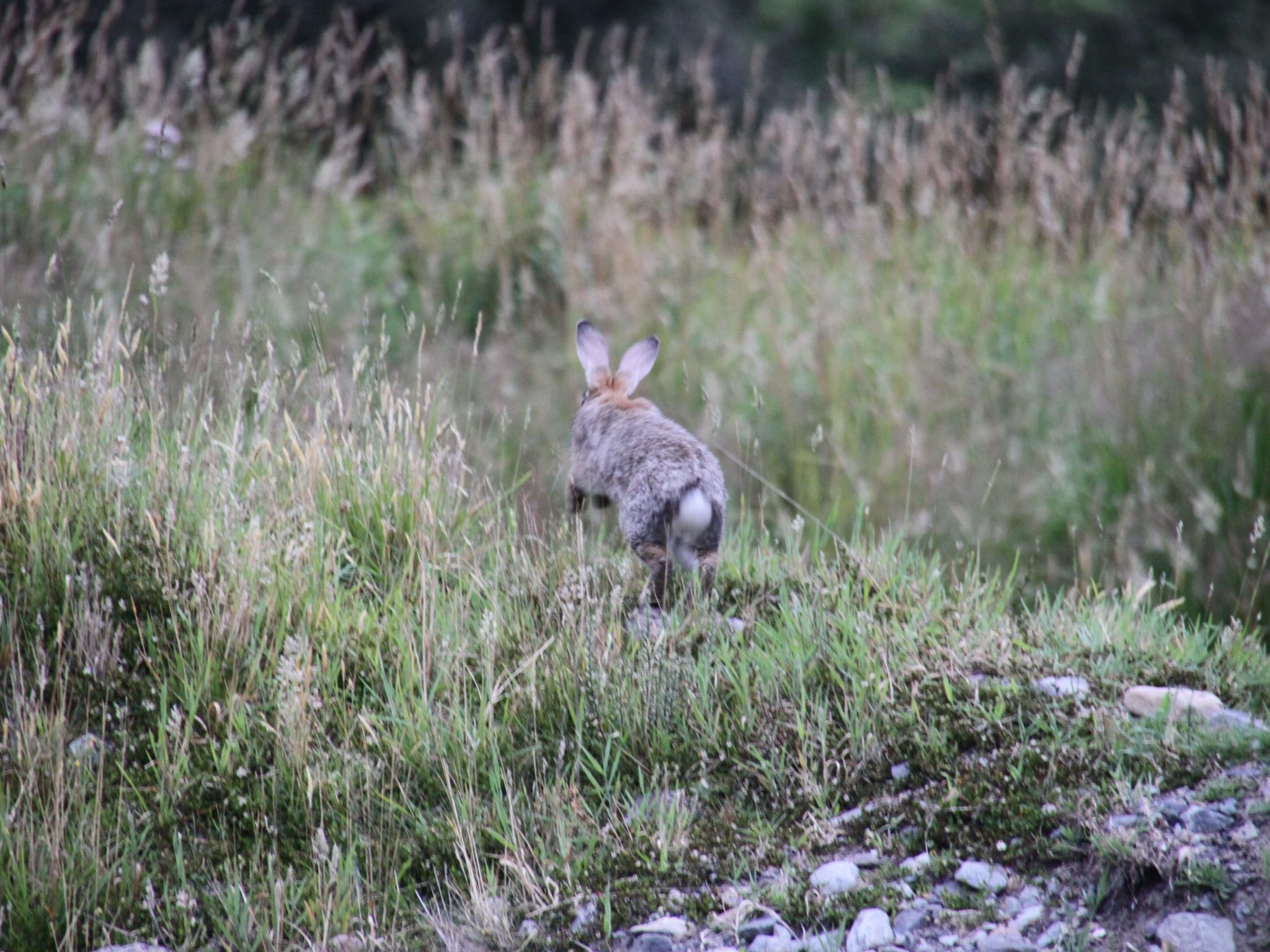 Rabbit control could help us towards a predator free future - Predator ...