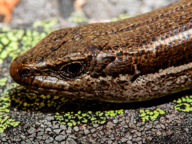 a close up of a skink's head on a rock background