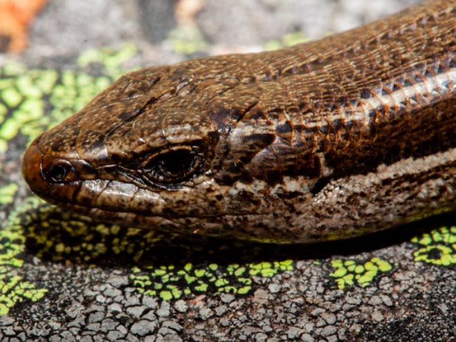 a close up of a skink's head