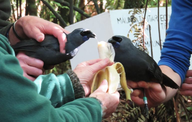 Creating corridors for kōkako