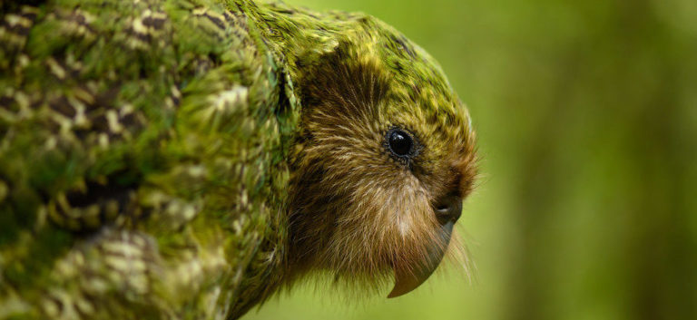 A kākāpo