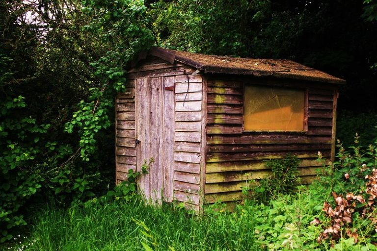 An overgrown garden shed