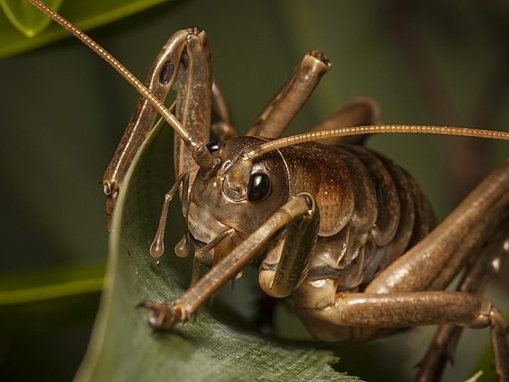 A close up of a Poor Knights giant wētā. 