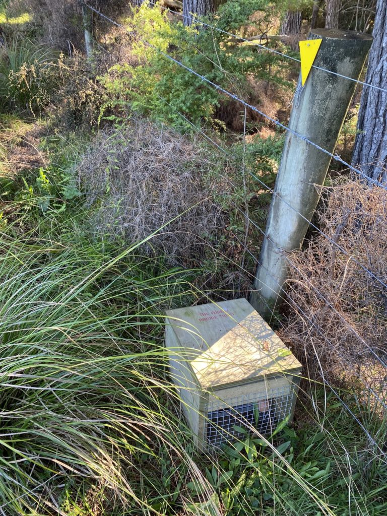 A DOC 200 box that is surrounded by overgrown grass