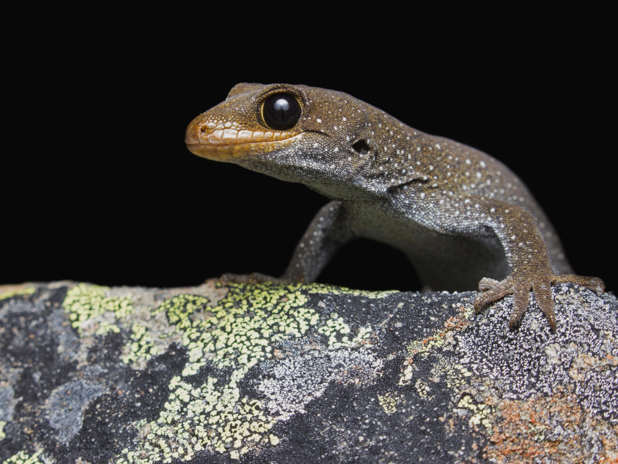 A gecko on a rock. It's Te reo Māori name, hura te ao gecko, is related to it's colours