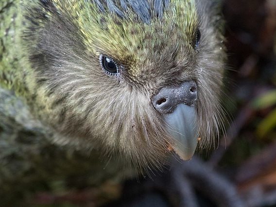 Kākāpō close up. Kākāpō means parrots of the night in te reo Māori